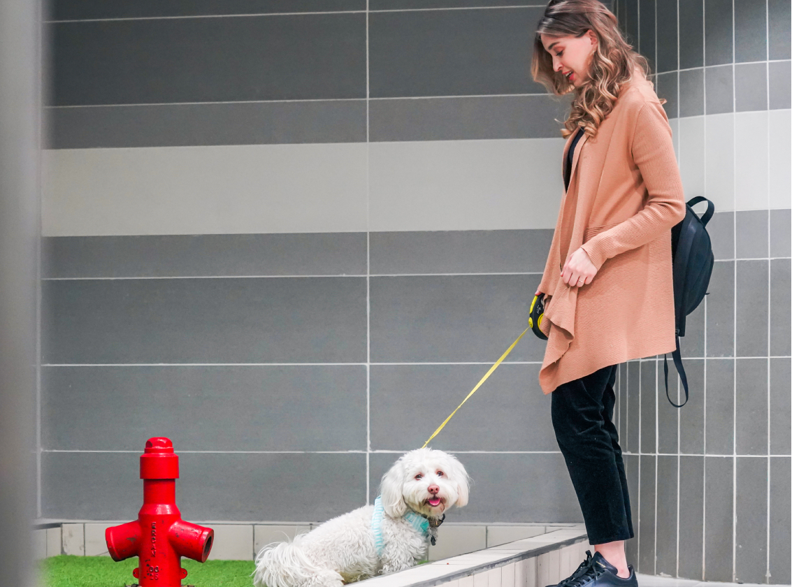 passenger and dog at the airport